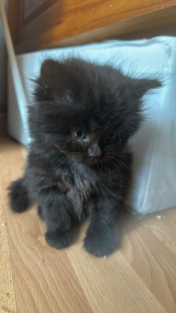 Ragdoll kittens, Dieren en Toebehoren, Meerdere dieren