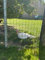 Kuikens, Dieren en Toebehoren, Geslacht onbekend, Kip