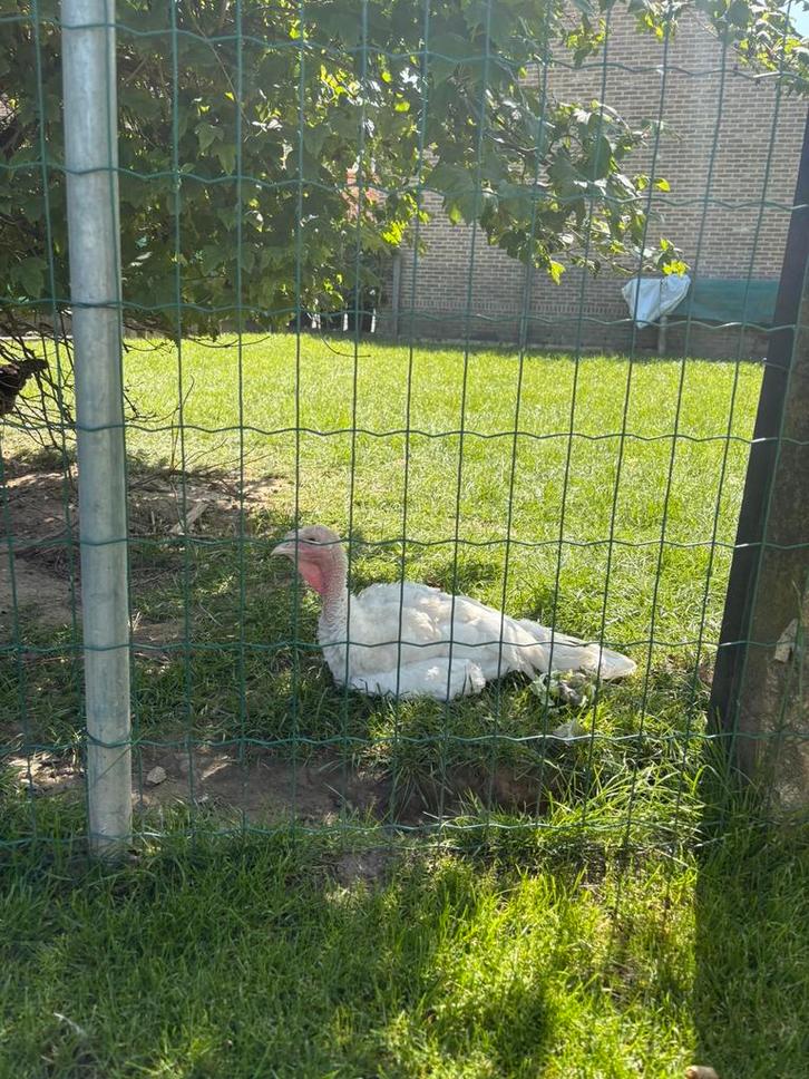 Kuikens, Dieren en Toebehoren, Pluimvee, Kip, Geslacht onbekend