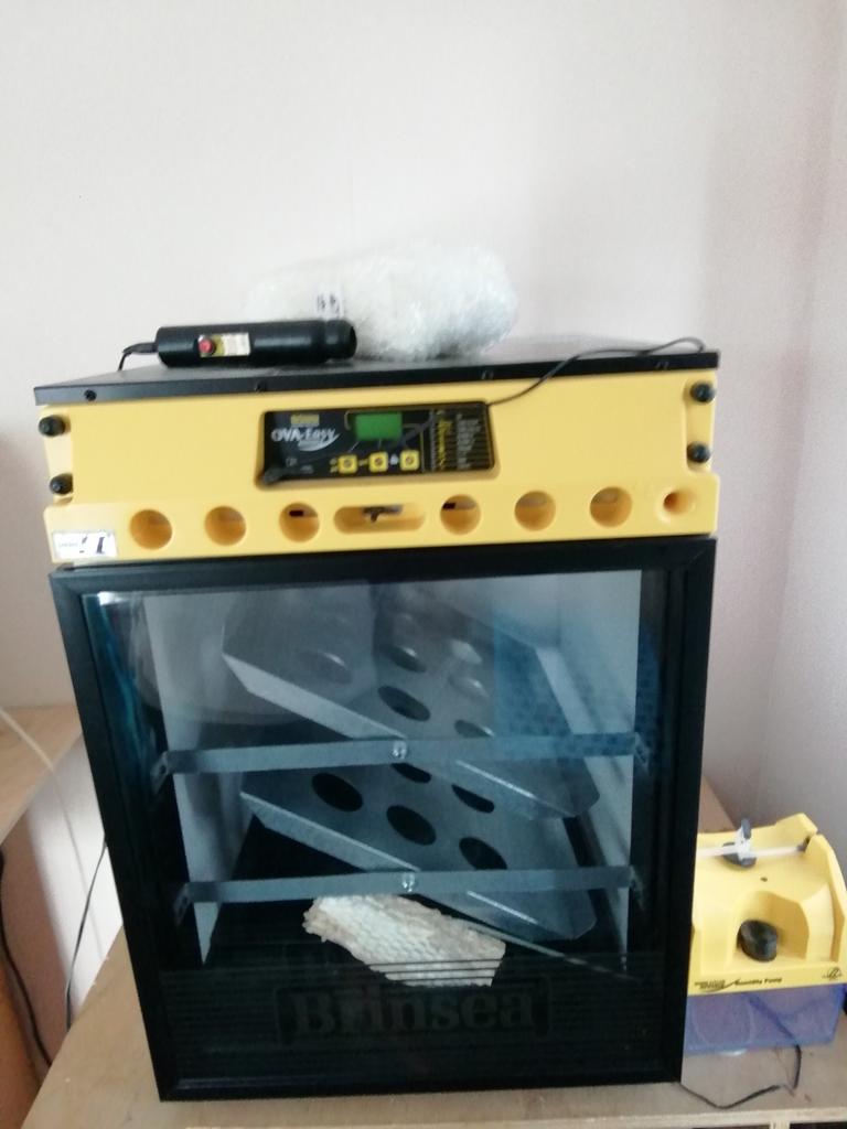 Broedmachine, Geslacht onbekend, Kip