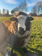 Drie prachtige bonte rammen, Dieren en Toebehoren, Mannelijk, Schaap, 0 tot 2 jaar