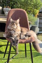 Lieve aanhankelijke Russische Maine coon poes (herplaatsing), Poes, Met stamboom, 3 tot 5 jaar