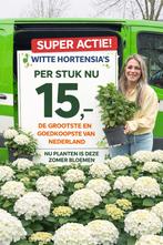 Witte hortensia’s (grote pot 10L) NU 15,- SUPERKOOP!!, Overige soorten, Vaste plant, Ophalen of Verzenden, Halfschaduw