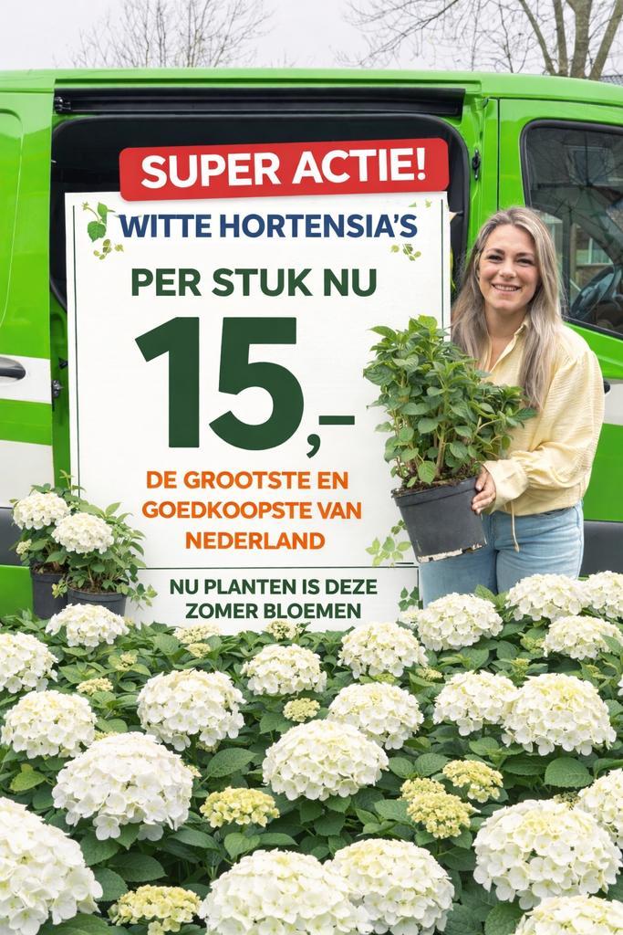 Witte hortensia’s (grote pot 10L) NU 15,- SUPERKOOP!!, Tuin en Terras, Planten | Tuinplanten, Vaste plant, Overige soorten, Halfschaduw