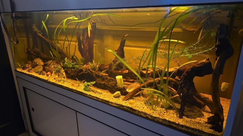 Overnemen groot compleet natuurlijk aquarium met vissen, Dieren en Toebehoren, Vis
