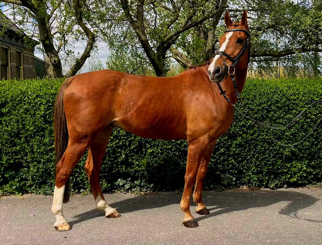 Mooie NRPS E pony, E pony (1.48m - 1.57m), Ruin, 11 jaar of ouder, Recreatiepony