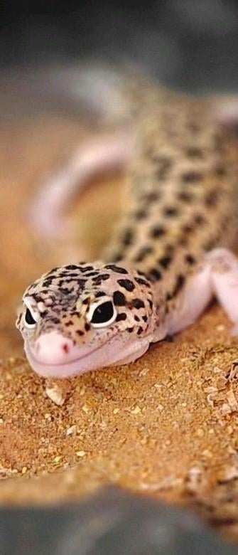 Luipaard gekko leopard gekko, Hagedis, 0 tot 2 jaar