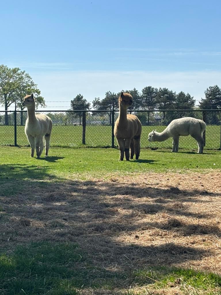 Alpaca merries 2 en een hengst (halster mak), Dieren en Toebehoren, Juli, Meerdere dieren