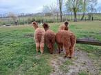 Te koop alpaca merries +_ 7 maand, Dieren en Toebehoren, Overige Dieren, Augustus, Vrouwelijk