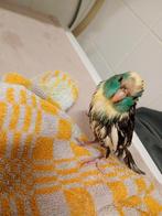 tamme kakariki baby te koop, Dieren en Toebehoren, Vogels | Parkieten en Papegaaien, Meerdere dieren, Parkiet, Tam