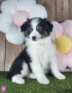 Australische herder pups / Aussi pup / Australian Shepherds, België, 8 tot 15 weken, Parvo, Meerdere