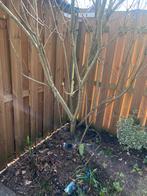 Doetinchem Gratis Twee Seringbomen Zelf uitgraven, Tuin en Terras, Planten | Bomen, Overige soorten, Lente, 400 cm of meer, Ophalen