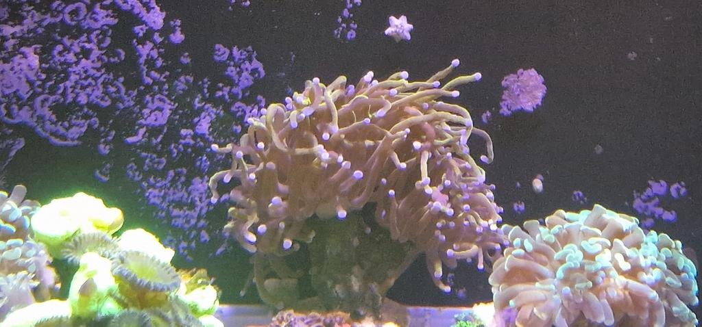 24k golden torch, Dieren en Toebehoren, Vis