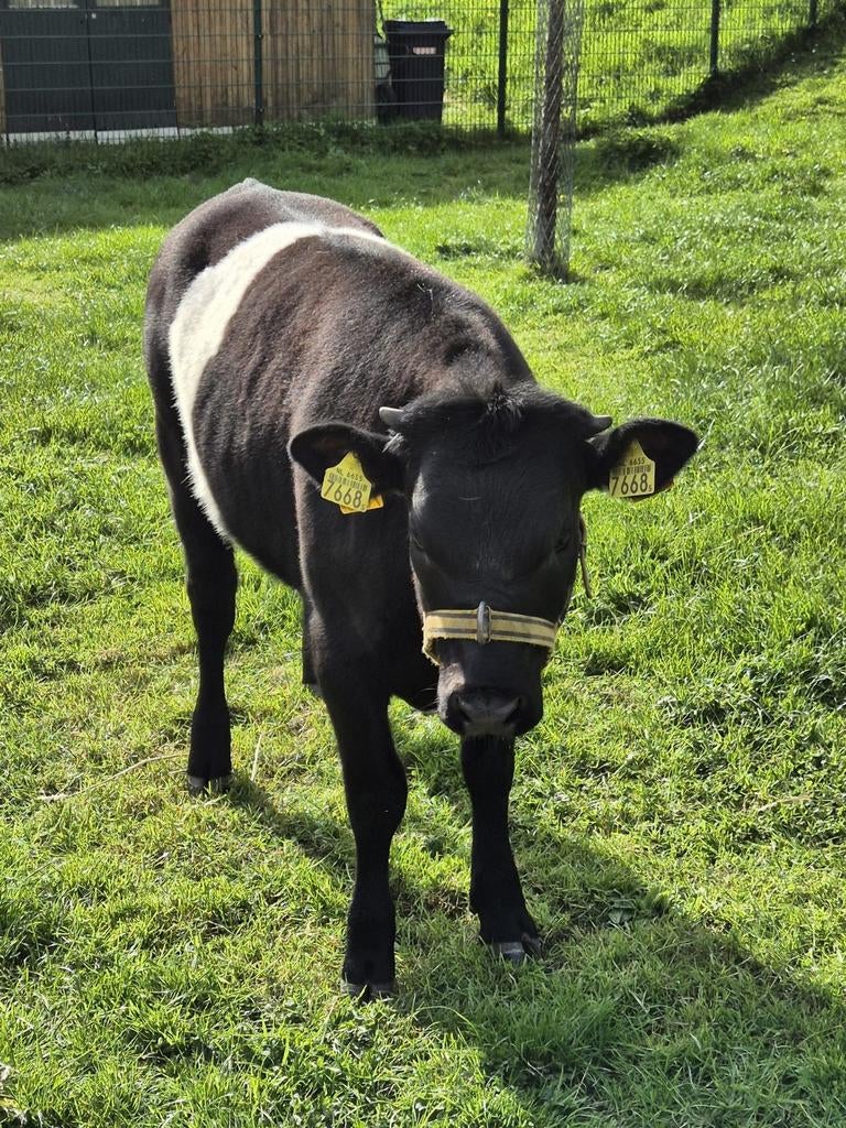 Lakenvelder vaars kalf 06-10-2025, Dieren en Toebehoren, Vrouwelijk, 0 tot 2 jaar