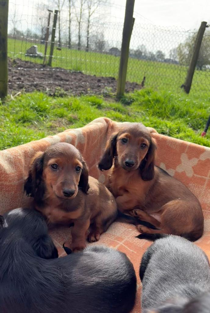 Standaard Teckel pups, Dieren en Toebehoren, Honden | Teckels en Dashonden, Standaard, Reu, 8 tot 15 weken, Langhaar