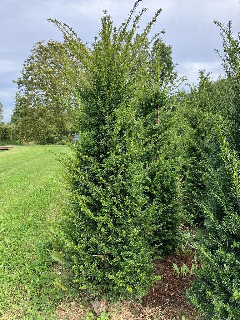Taxus baccata, Ophalen, Taxus, 100 tot 250 cm