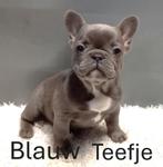 Franse Bulldog Pups Blauw / Fawn / Merle / Choco, Dieren en Toebehoren, Parvo, 8 tot 15 weken, Bulldog, Meerdere