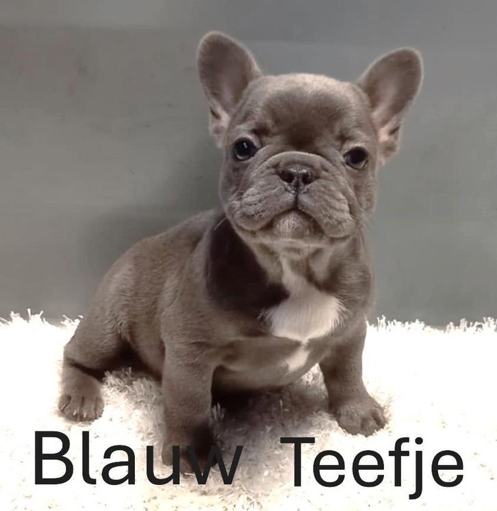 Franse Bulldog Pups Blauw / Fawn / Merle, Dieren en Toebehoren, Honden | Bulldogs, Pinschers en Molossers, Meerdere dieren, Bulldog