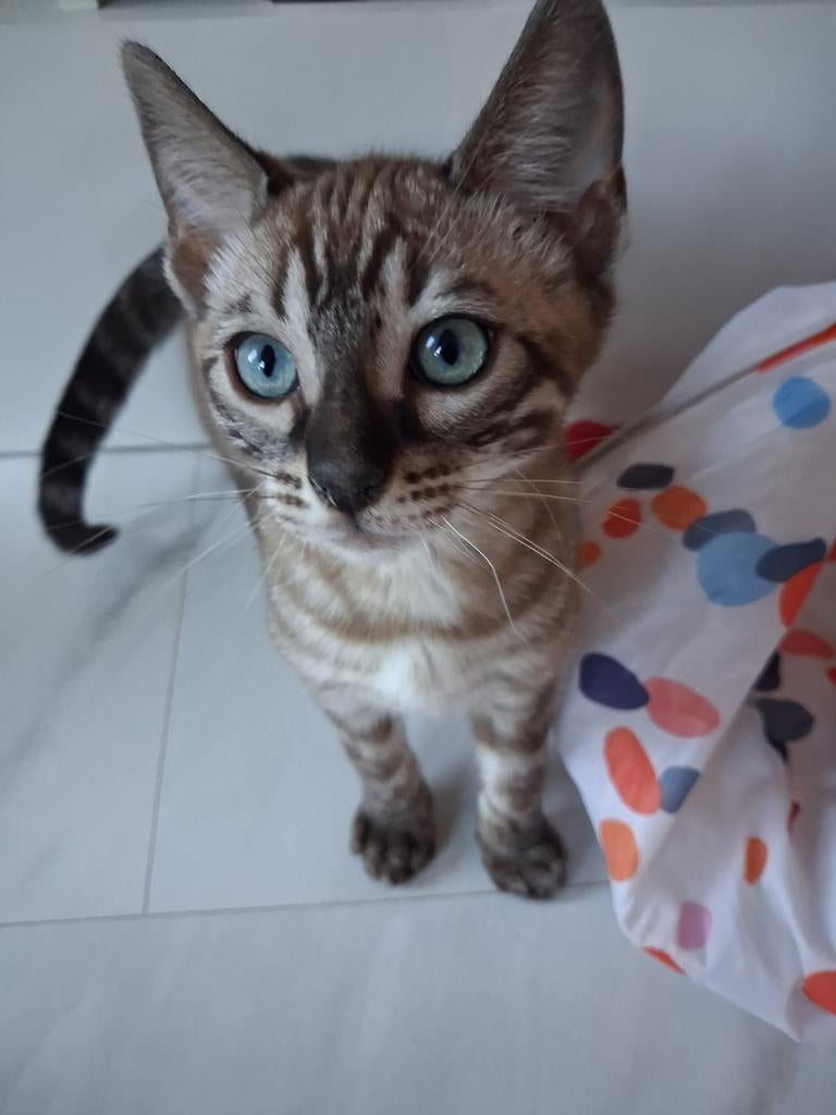 Snow Mink Chacoal bengaal kater met Stamboom mag verhuizen, Dieren en Toebehoren, Meerdere dieren, Gechipt