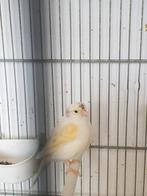 Kanarie pop, Vrouwelijk, Kleurkanarie