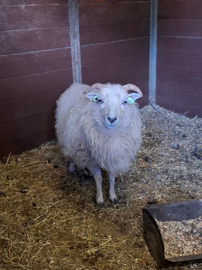 Drachtig mini schaapje, Vrouwelijk, Geit