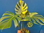 Monstera Aurea Big Form p17 (5), Ophalen of Verzenden, Halfschaduw, Minder dan 100 cm