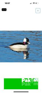 Buffelkop eend gevraagd man, Dieren en Toebehoren, Pluimvee, Mannelijk, Eend