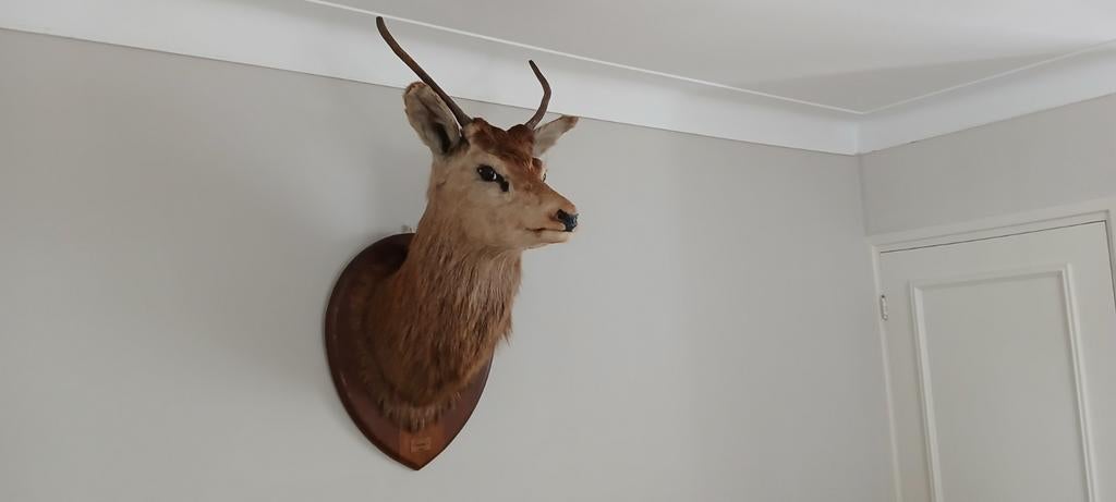 Koopje! Prachtige hertenkop, Ophalen of Verzenden, Zo goed als nieuw, Hert, Opgezet dier