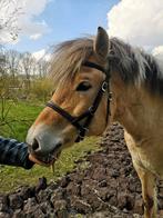 Bitloos hoofdstel, fra, maat full., Dieren en Toebehoren, Ophalen, Zo goed als nieuw, Dressuur
