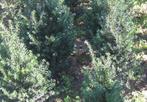 Taxus baccata, Ophalen, Taxus, Haag, 100 tot 250 cm