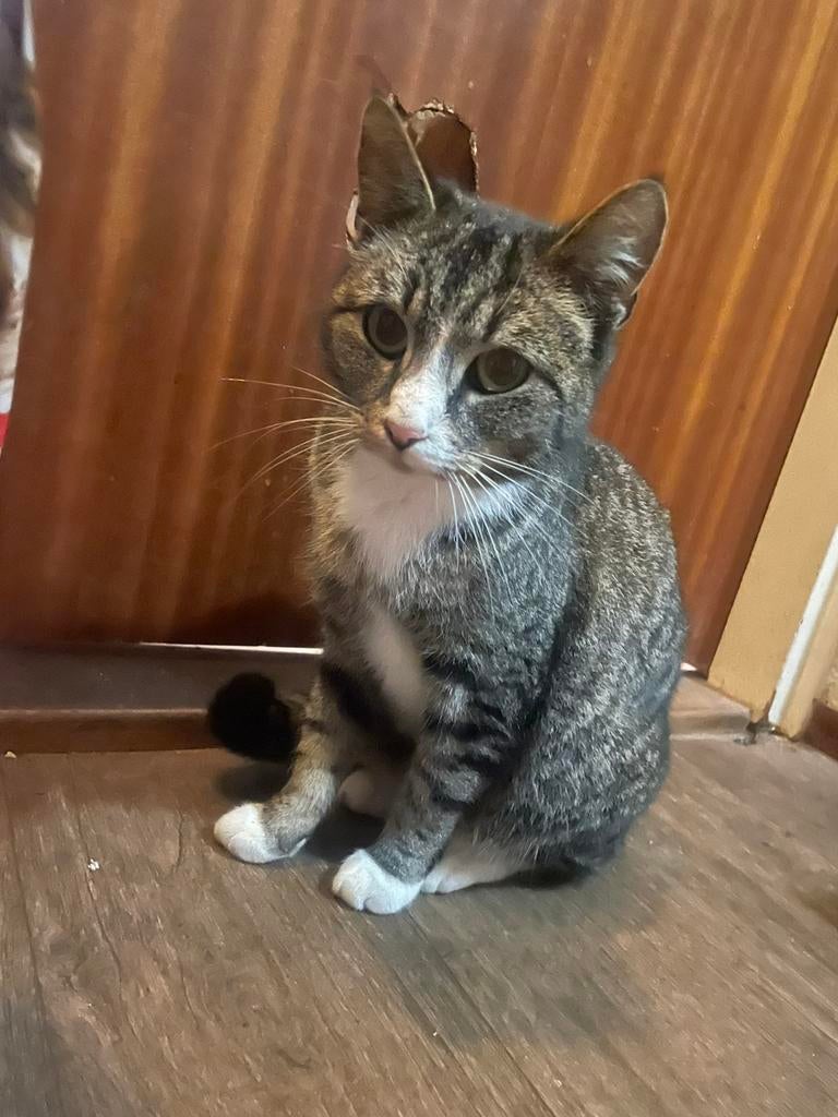 Liefe poes, Dieren en Toebehoren, Katten en Kittens | Overige Katten, Poes, Kortharig, 3 tot 5 jaar