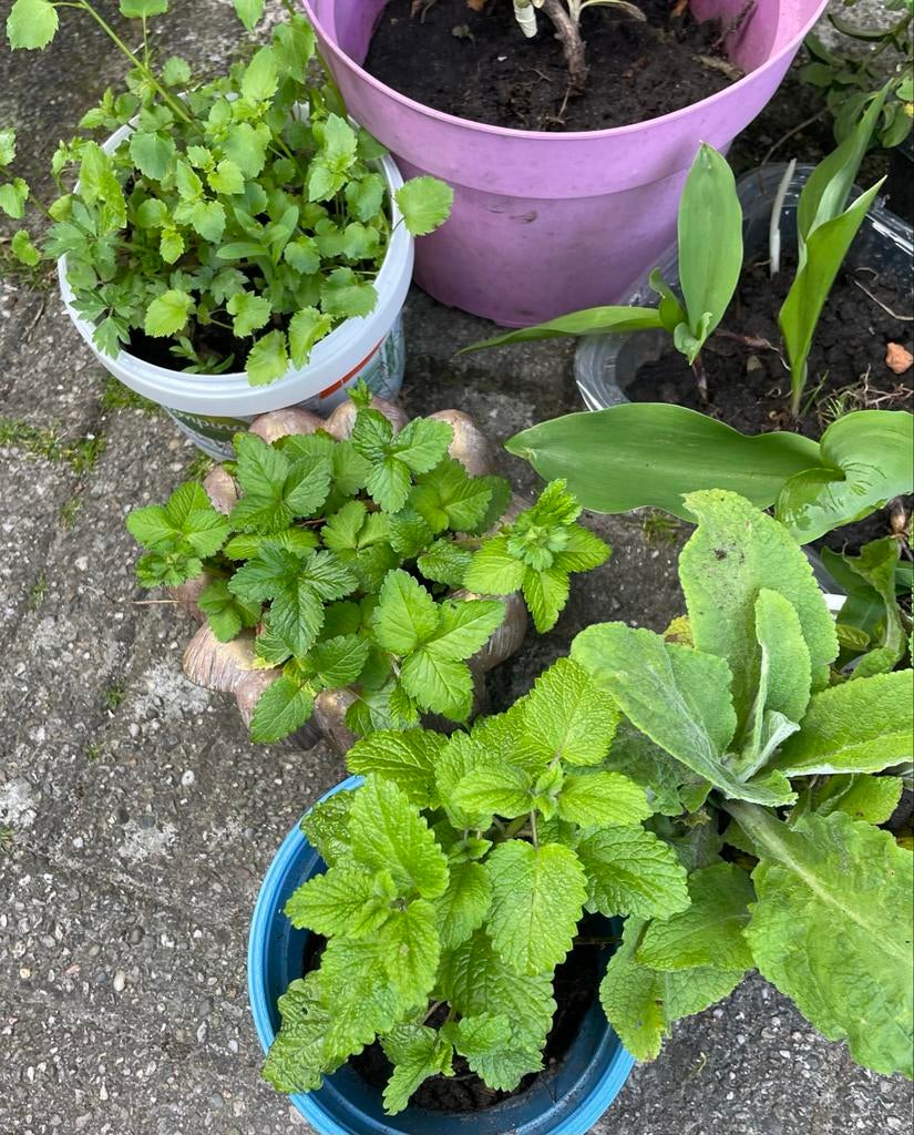 Diverse plantjes: budleia, winterjasmijn, kruiden, aardbei, Ophalen of Verzenden, Vaste plant, Kruiden