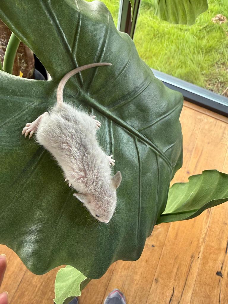 Gave dwerg rittens, dwergratjes, ratjes, ratten!!, Dieren en Toebehoren, Knaagdieren, Rat, Februari, Meerdere dieren, Tam