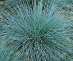 Festuca glauca-improved ( blauw schapengras ), Tuin en Terras, Planten | Tuinplanten, Vaste plant, Halfschaduw, Zomer, Ophalen