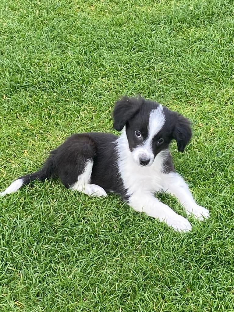 Vrolijke en speelse BORDER COLLIE x FRIESE STABIJ pups, Dieren en Toebehoren, Honden | Niet-rashonden, Nederland, 8 tot 15 weken