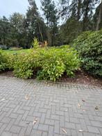 Hortensia’s, Tuin en Terras, Ophalen, Overige soorten, Halfschaduw