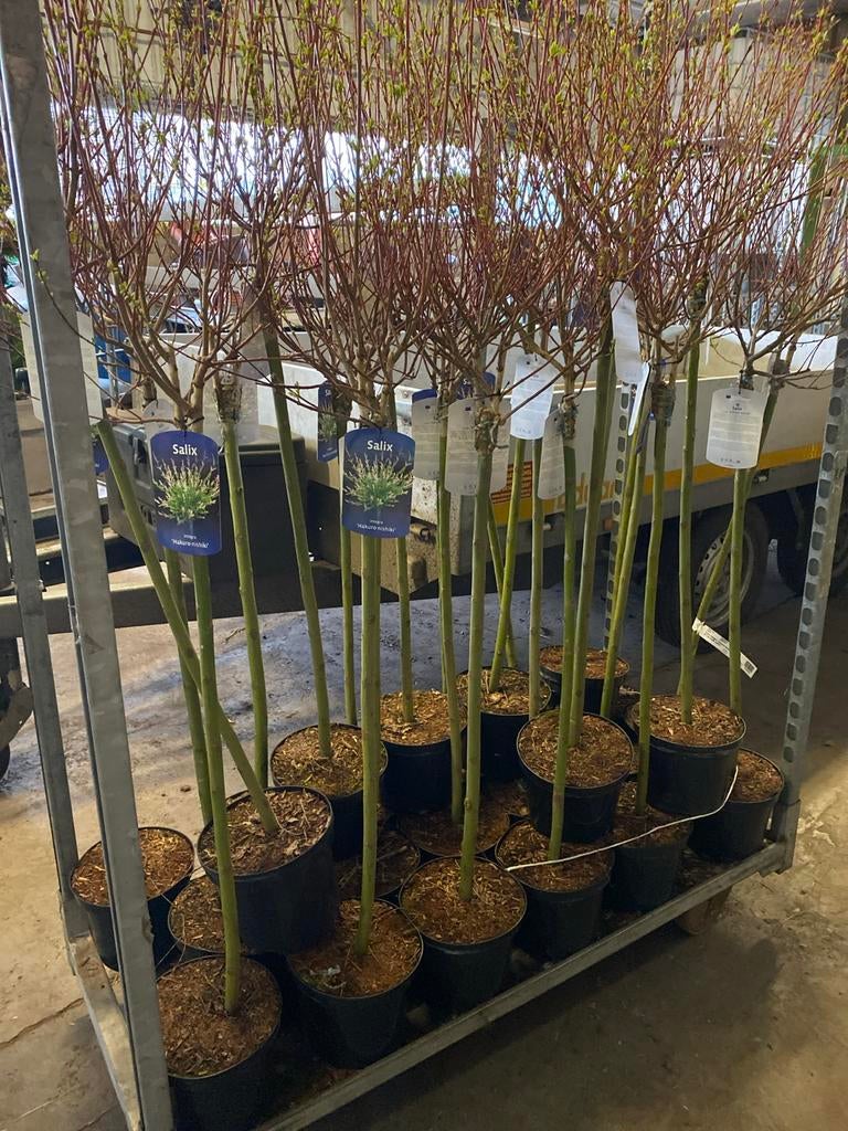 Salix integra 'Hakuro-nishiki' - bonte wilg, Volle zon, Vaste plant, Lente, Ophalen