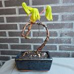 Bonsai Kastanje, Ophalen of Verzenden, Overige soorten, Volle zon