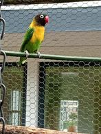 Agapornis Personata, Dieren en Toebehoren, Mannelijk, Dwergpapegaai of Agapornis, Geringd