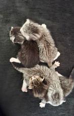 Snow bengaal x Britse kort haar kittens, Dieren en Toebehoren, Katten en Kittens | Raskatten | Korthaar, Meerdere dieren, 0 tot 2 jaar