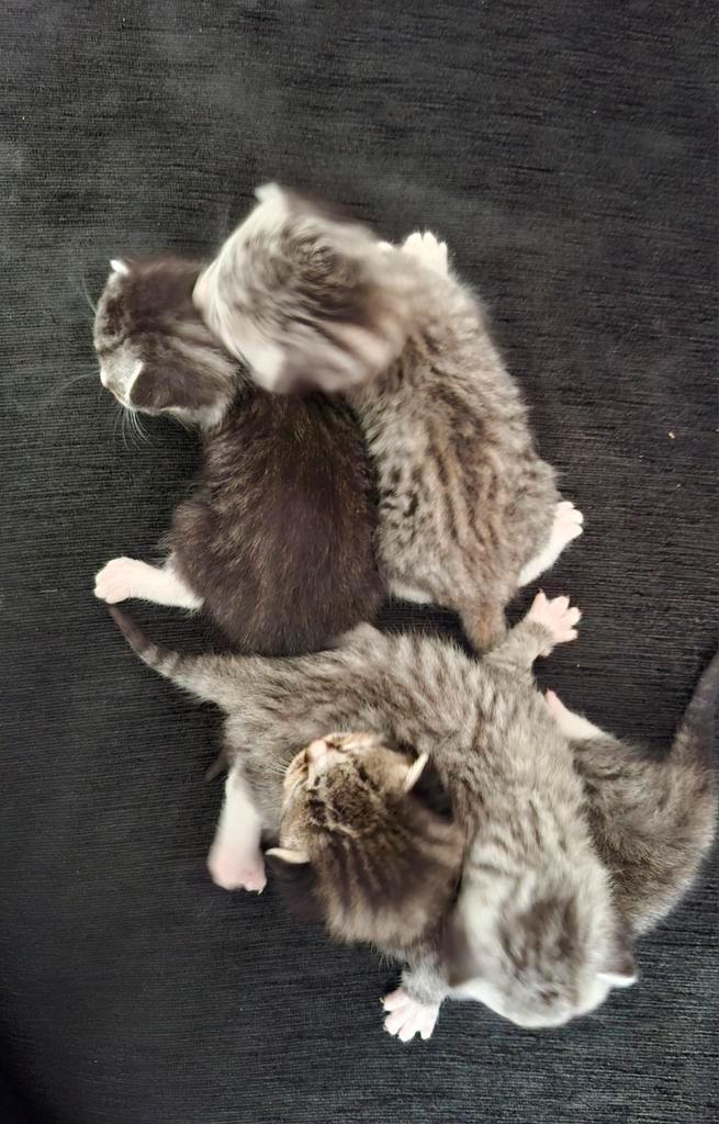 Snow bengaal x Britse kort haar kittens, Dieren en Toebehoren, Katten en Kittens | Raskatten | Korthaar, Meerdere dieren, 0 tot 2 jaar