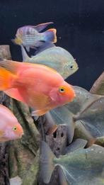 Blood Parrot cichlid /Rode Papegaai Cichlide Koppel, Dieren en Toebehoren, Vissen | Aquariumvissen, Vis