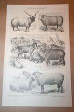 Antieke prent - Schapen rassen - Circa 1885 !!, Verzamelen, Foto's en Prenten, Ophalen of Verzenden, Voor 1940, Gebruikt