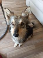 Lieve familie gezocht voor Foxy, Particulier, Rabiës (hondsdolheid), 1 tot 2 jaar, Buitenland