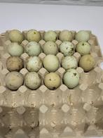 Broedeieren araucana, marans, olijflegger, witte leghorn, Geslacht onbekend