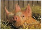Dieren- -Biggen., Verzenden, 1980 tot heden, Gelopen, Overige thema's