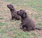 Mooi choco labrador pups, Dieren en Toebehoren, Rabiës (hondsdolheid), 8 tot 15 weken, Labrador retriever, Meerdere