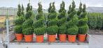 Buxus, Tuin en Terras, Ophalen, Bloeit niet, Overige soorten, Volle zon