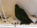 kakarikie groen, Dieren en Toebehoren, Meerdere dieren, Parkiet, Geringd