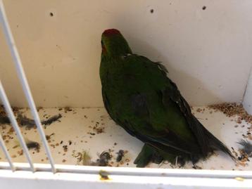 kakarikie groen beschikbaar voor biedingen